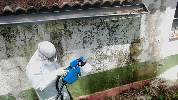 Top rated local Mold Remediation specialists in Ashland, PA